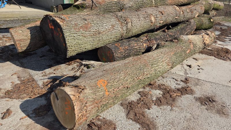 ROUND OAK WOOD WITH BARK 