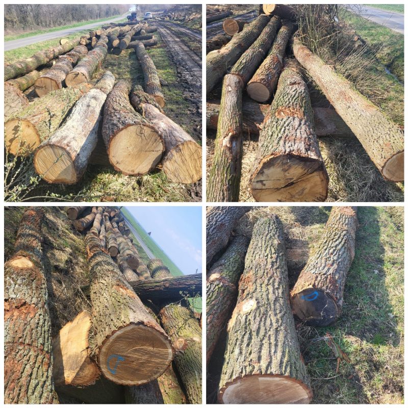 ROUND OAK WOOD WITH BARK 