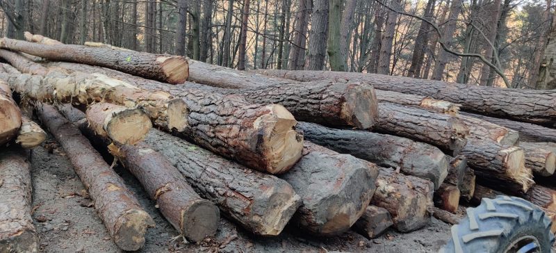 ROUND PINEWOOD WITH BARK 