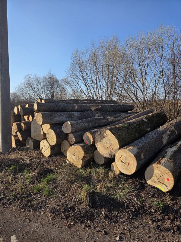 ROUND ASH WOOD WITH BARK 