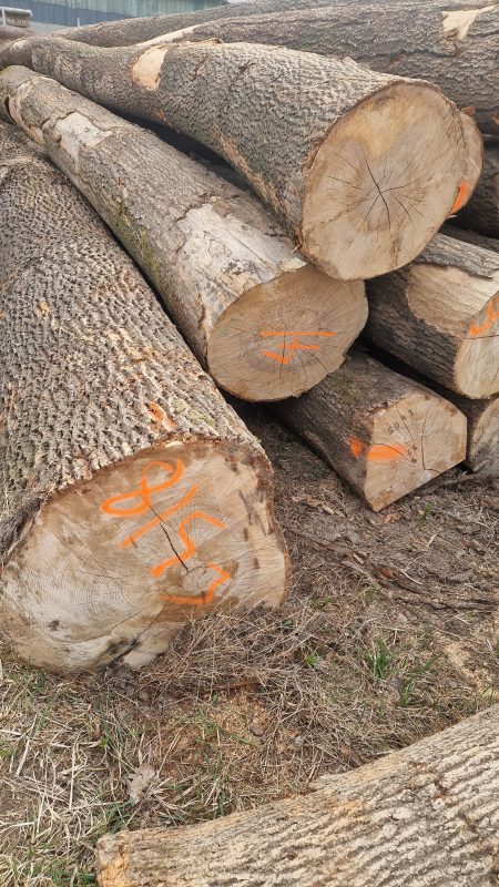 ROUND ASH WOOD WITH BARK 