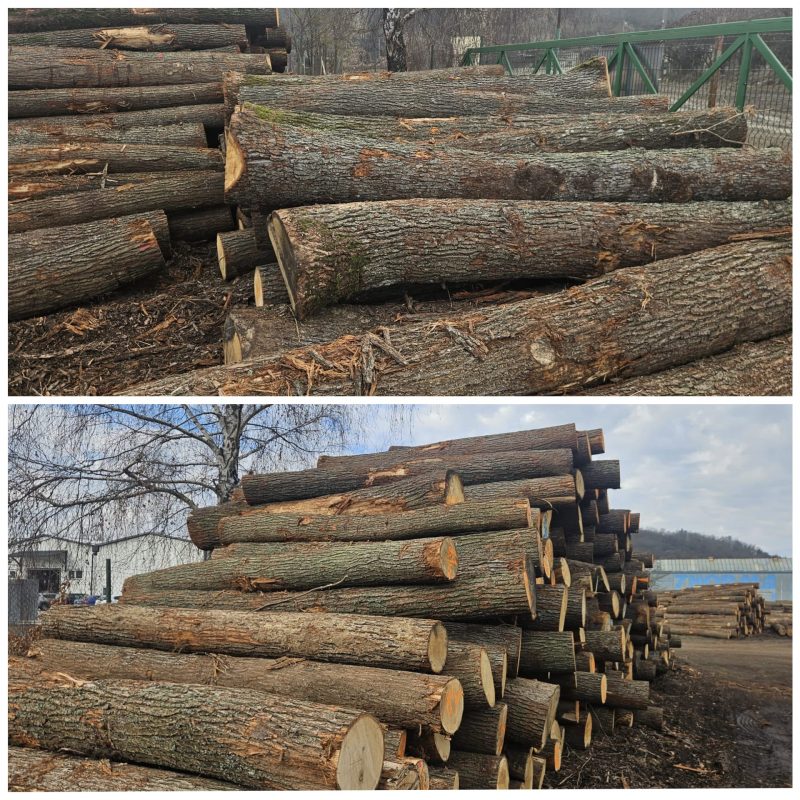 ROUND OAK WOOD WITH BARK 