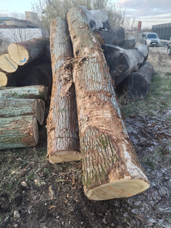 ROUND OAK WOOD WITH BARK 