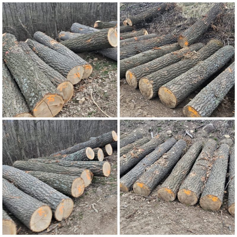 ROUND OAK WOOD WITH BARK 