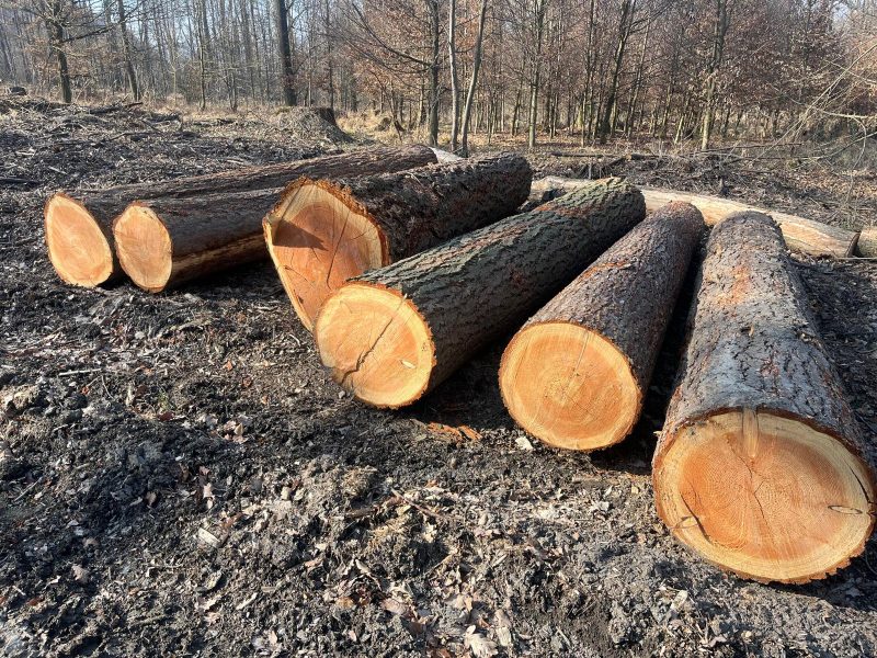 DOUGLAS-FIR LOGS 