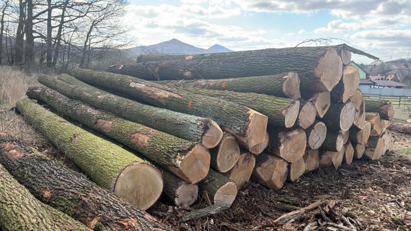 ROUND OAK WOOD WITH BARK 