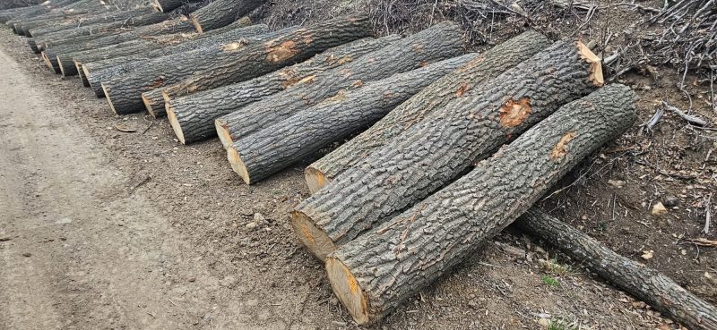 ROUND OAK WOOD WITH BARK 