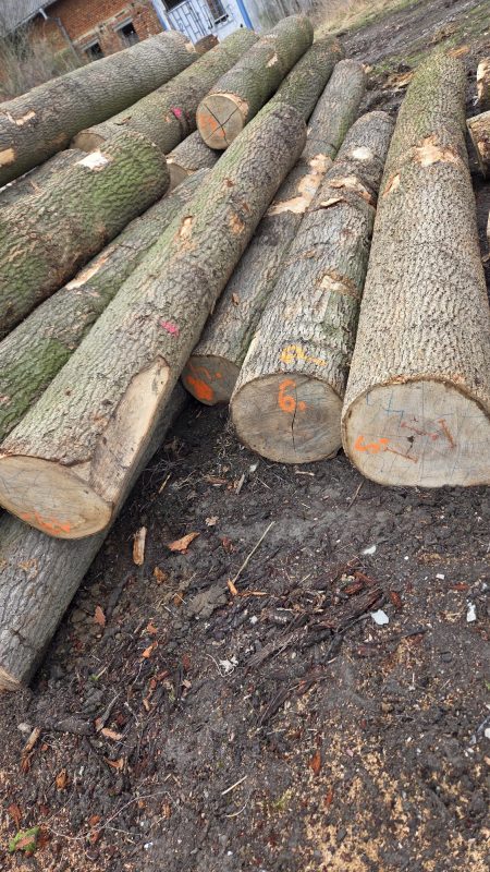 ROUND ASH WOOD WITH BARK 