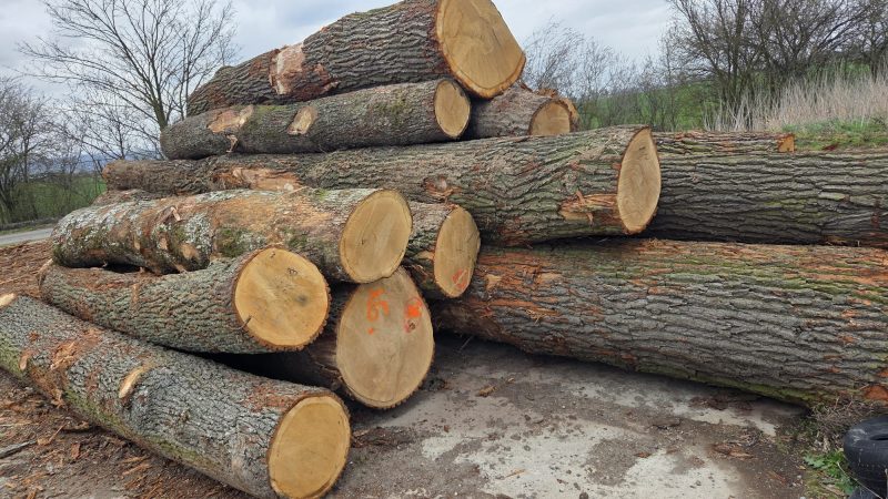ROUND OAK WOOD WITH BARK 