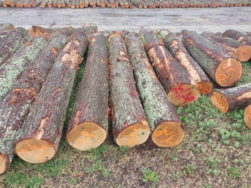 ROUND OAK WOOD WITH BARK 