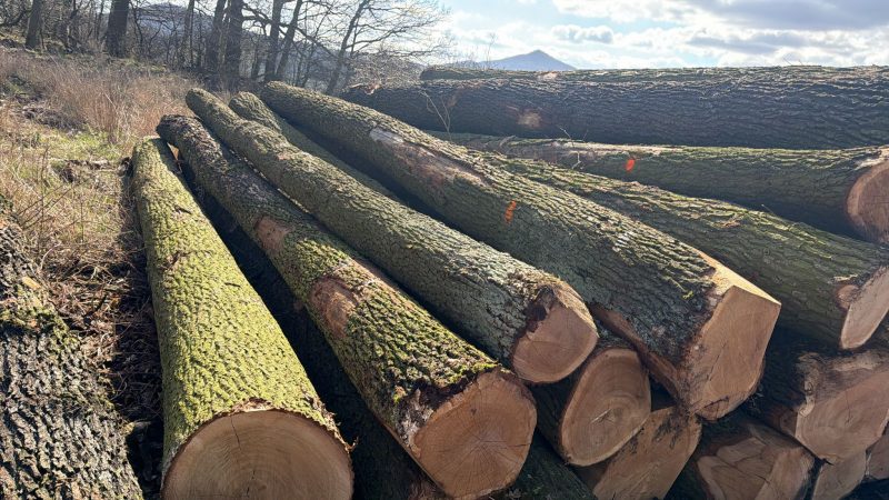 ROUND OAK WOOD WITH BARK 