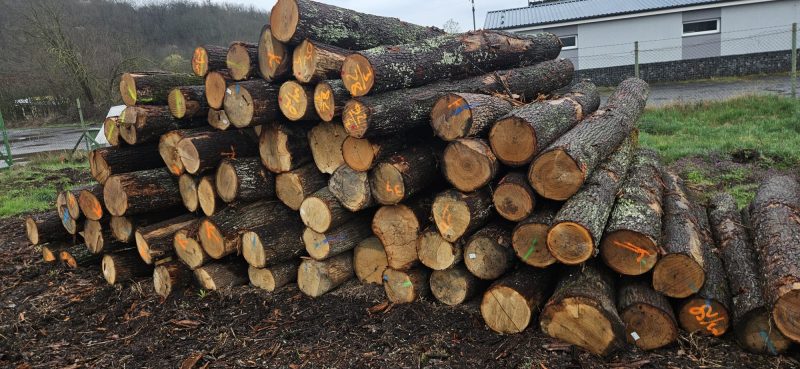ROUND OAK WOOD WITH BARK 