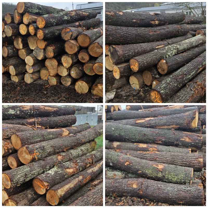 ROUND OAK WOOD WITH BARK 