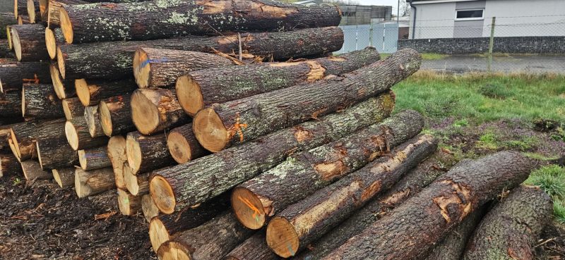 ROUND OAK WOOD WITH BARK 