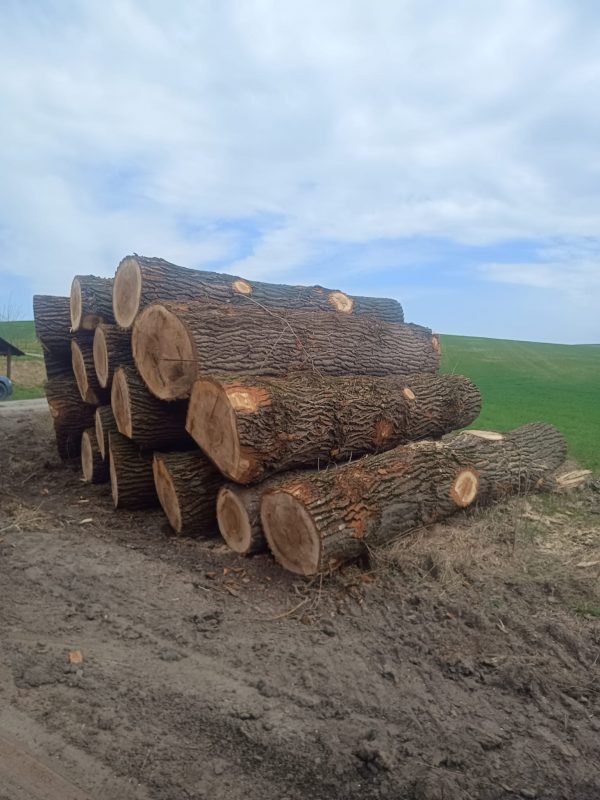 POPLAR LOGS 