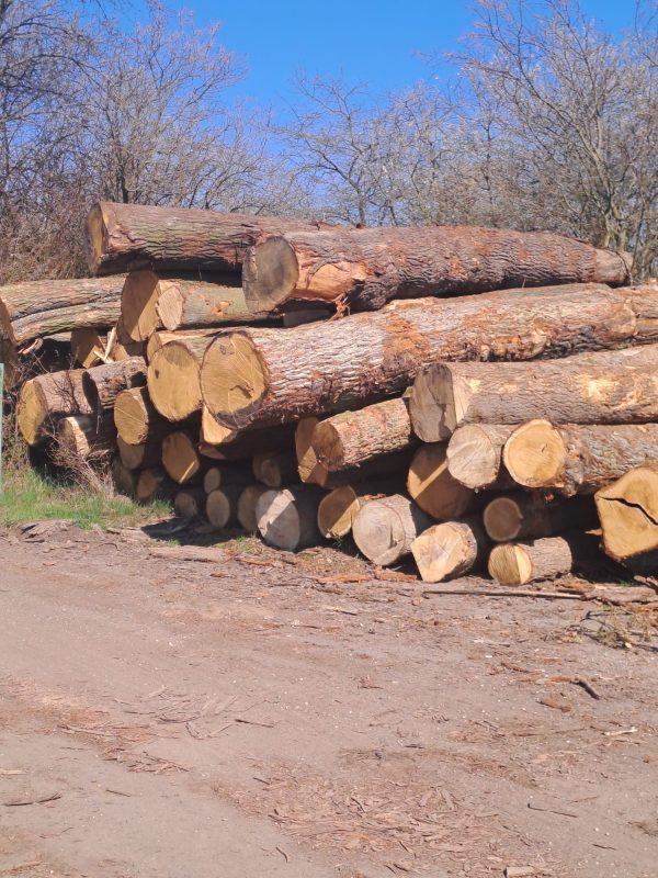 ROUND OAK WOOD WITH BARK 
