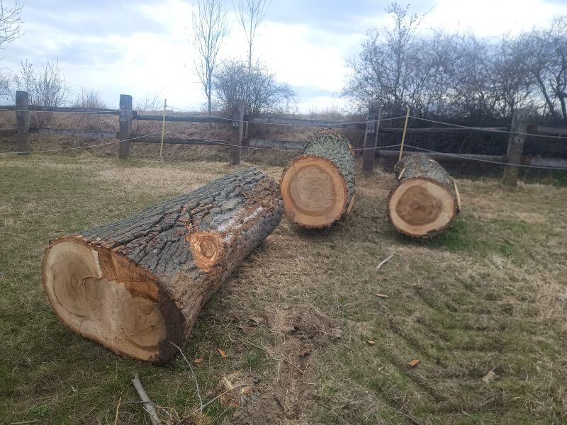 POPLAR LOGS 