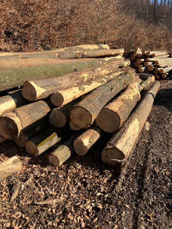 ROUND ASH WOOD WITH BARK 