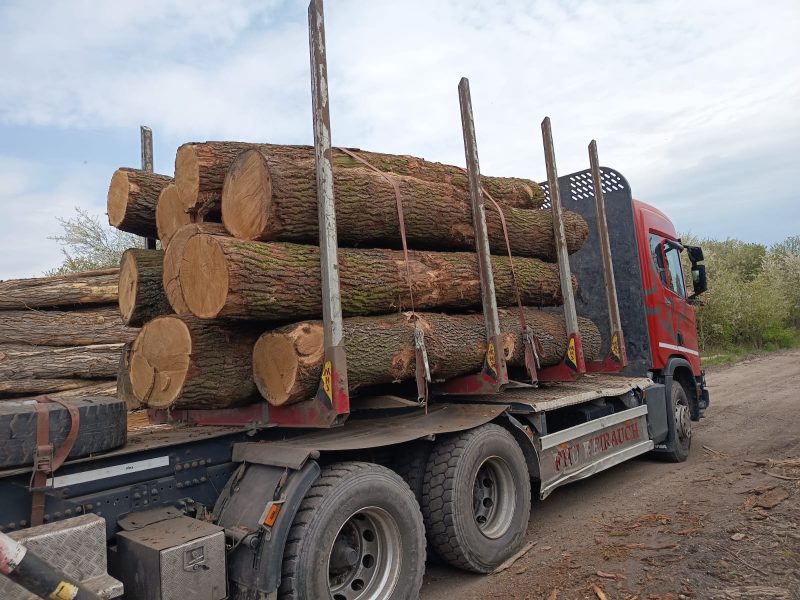 ROUND OAK WOOD WITH BARK 