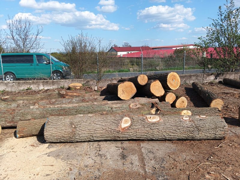 ROUND OAK WOOD WITH BARK 
