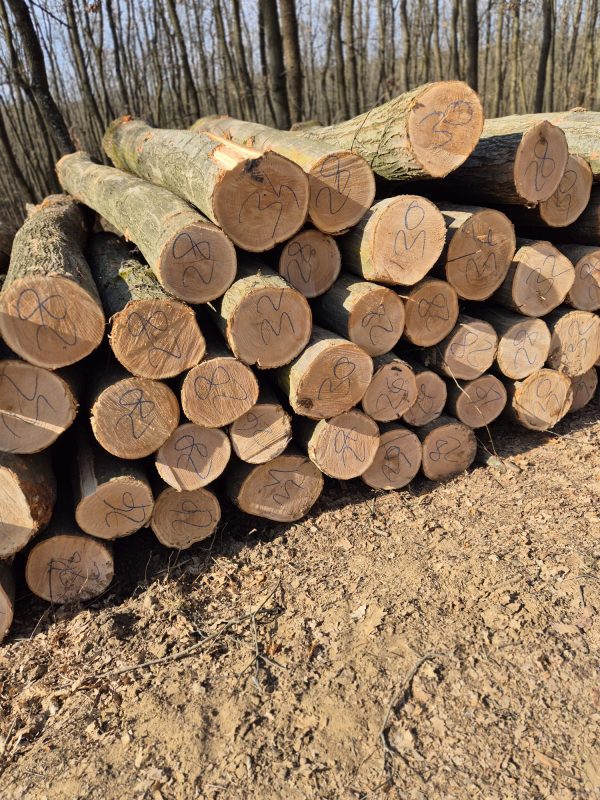 ROUND OAK WOOD WITH BARK 
