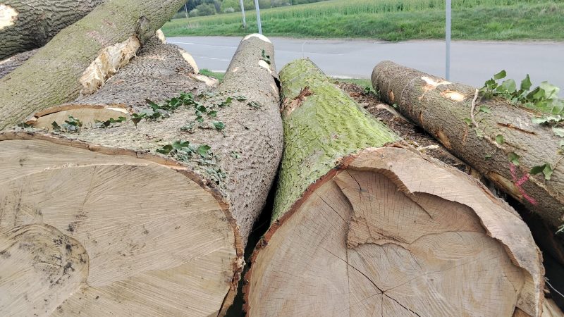 ROUND ASH WOOD WITH BARK 