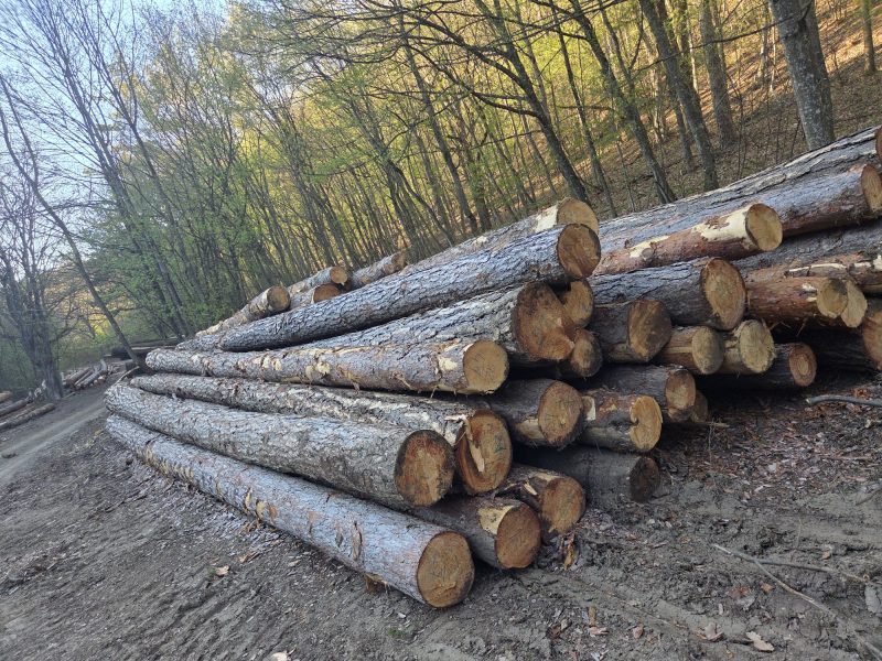 ROUND PINEWOOD WITH BARK 