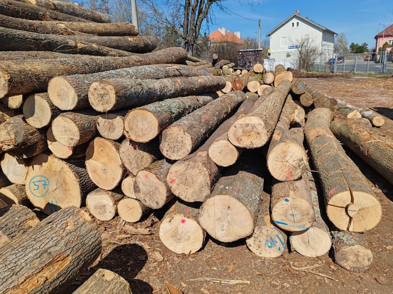 ROUND ASH WOOD WITH BARK 