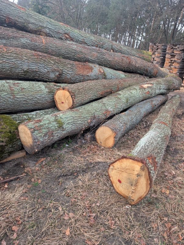 ROUND OAK WOOD WITH BARK 