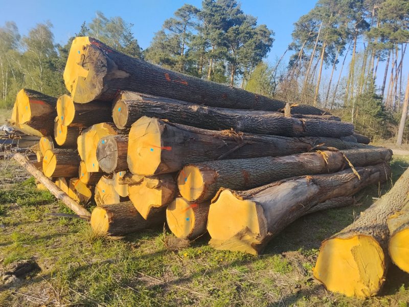 ROUND OAK WOOD WITH BARK 