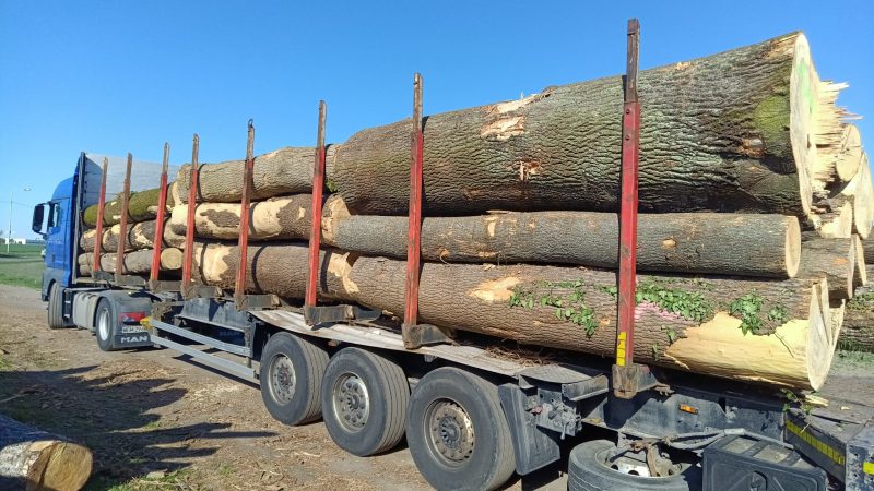 ROUND ASH WOOD WITH BARK 