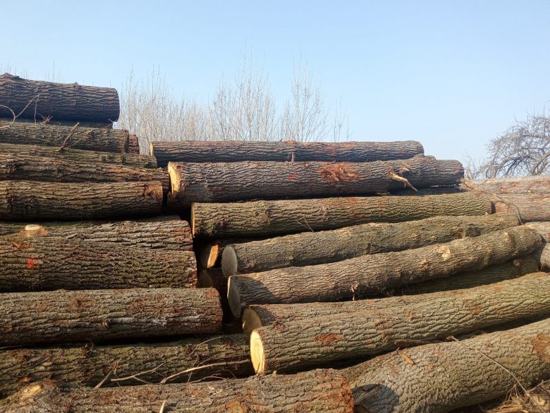 ROUND OAK WOOD WITH BARK 