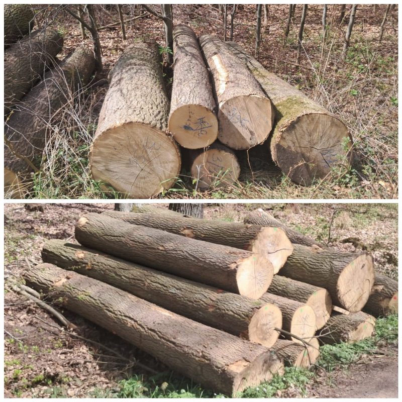 ROUND ASH WOOD WITH BARK 