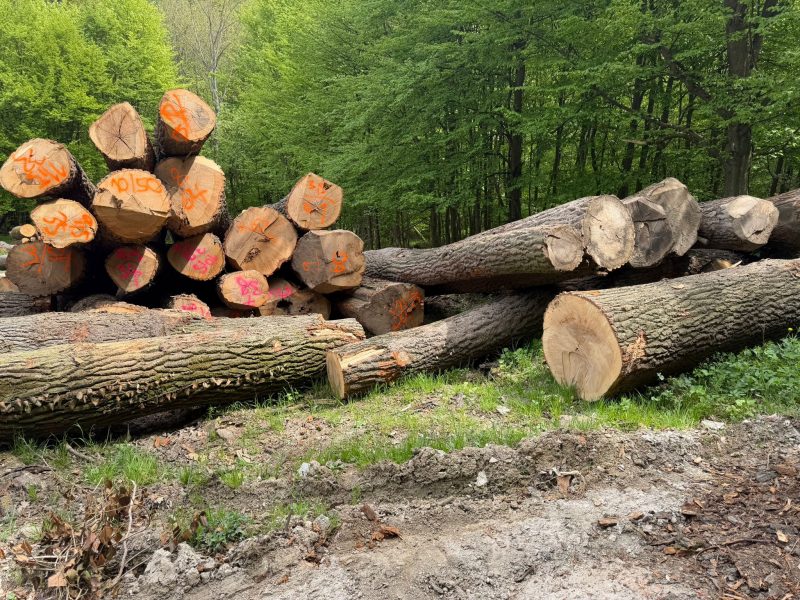 ROUND OAK WOOD WITH BARK 