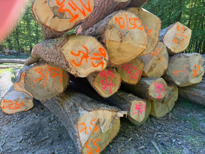 ROUND OAK WOOD WITH BARK 