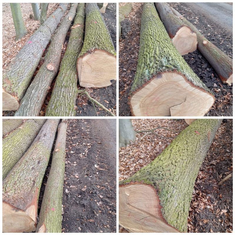 ROUND OAK WOOD WITH BARK 