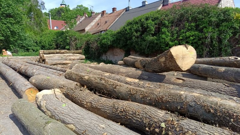ROUND ASH WOOD WITH BARK 
