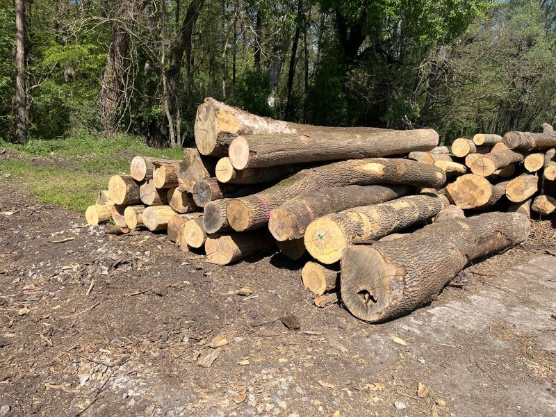 ROUND ASH WOOD WITH BARK 