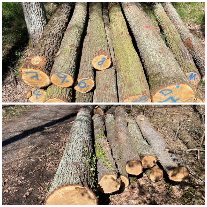 ROUND OAK WOOD WITH BARK 