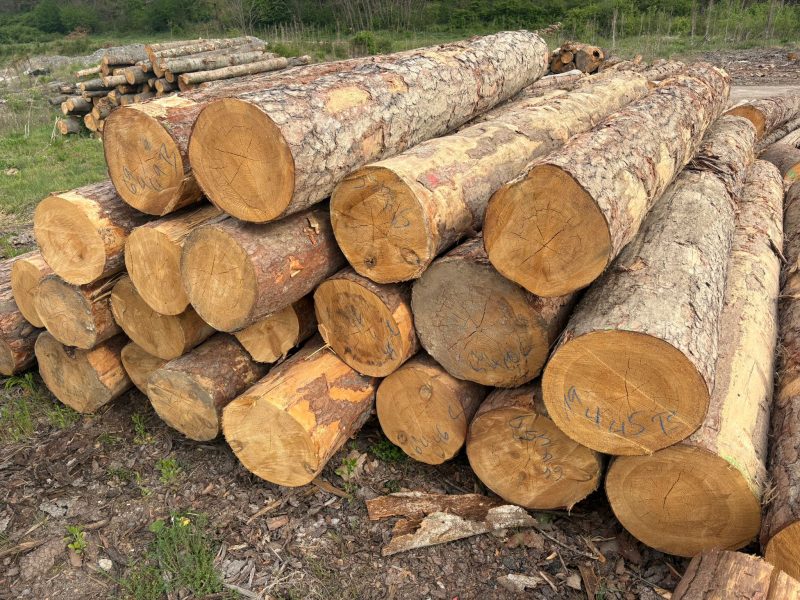 ROUND PINEWOOD WITH BARK 