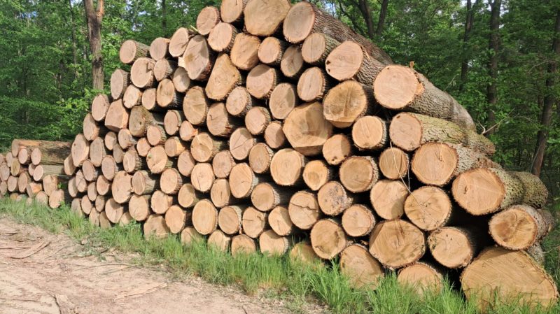 ROUND SPRUCEWOOD WITH BARK 