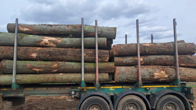 ROUND OAK WOOD WITH BARK 