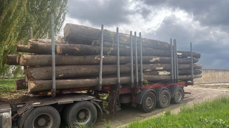 LIME TIMBER ROUND WITH BARK 