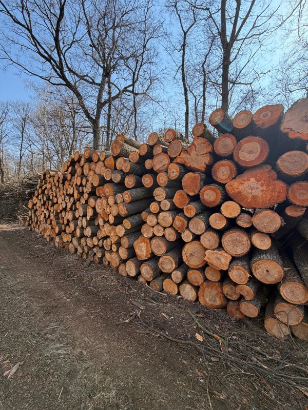 ROUND ALDER WOOD WITH BARK 