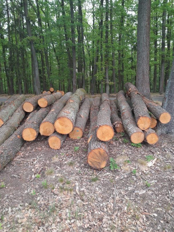 ROUND OAK WOOD WITH BARK 
