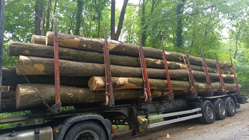 ROUND ASH WOOD WITH BARK 
