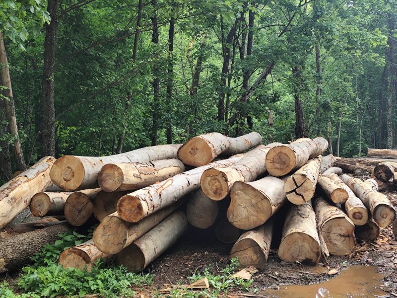 ROUND BEECHWOOD WITH BARK 