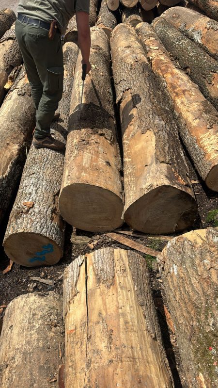 ROUND ASH WOOD WITH BARK 