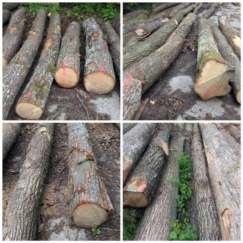 ROUND OAK WOOD WITH BARK 