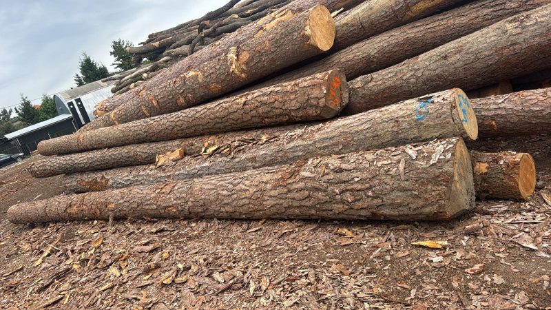 ROUND PINEWOOD WITH BARK 
